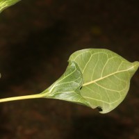 <i>Ficus krishnae</i>  C.DC.