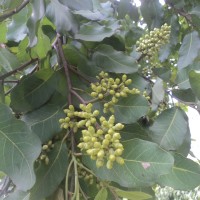 Corymbia torelliana (F.Muell.) K.D.Hill & L.A.S.Johnson