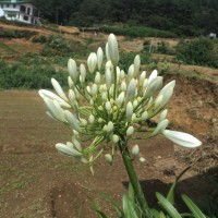 Agapanthus africanus (L.) Hoffmanns.