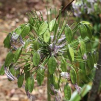 Agapanthus africanus (L.) Hoffmanns.