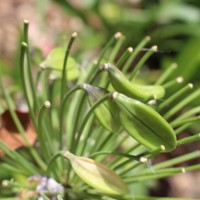 Agapanthus africanus (L.) Hoffmanns.