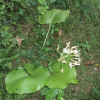 Proiphys amboinensis (L.) Herb.