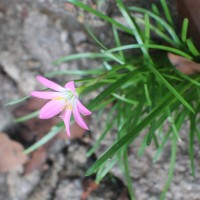 Zephyranthes minuta (Kunth) D.Dietr.