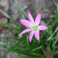 <i>Zephyranthes minuta</i>  (Kunth) D.Dietr.