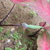 Caladium bicolor (Aiton) Vent.