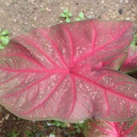 <i>Caladium bicolor</i>  (Aiton) Vent.