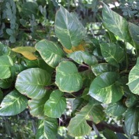 Epipremnum aureum (Linden & André) G.S.Bunting