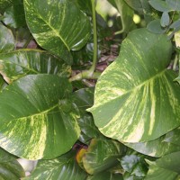 Epipremnum aureum (Linden & André) G.S.Bunting