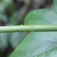 Lasia spinosa (L.) Thwaites