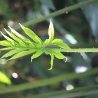 Lasia spinosa (L.) Thwaites