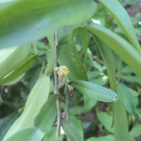 Pothos scandens L.