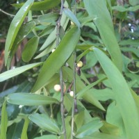 <i>Pothos scandens</i>  L.