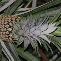 Ananas comosus (L.) Merr.