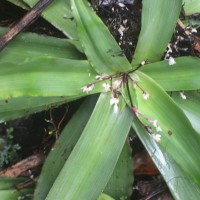 Murdannia glauca (Thwaites ex C.B.Clarke) G.Brückn.