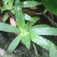 Murdannia glauca (Thwaites ex C.B.Clarke) G.Brückn.