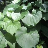 Dioscorea bulbifera L.