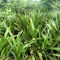 Hanguana anthelminthica (Blume ex Schult. & Schult.f.) Masam.