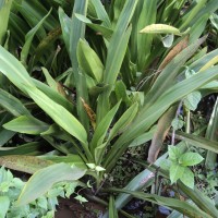 Hanguana anthelminthica (Blume ex Schult. & Schult.f.) Masam.