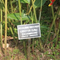 Heliconia rostrata Ruiz & Pav.