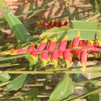 Heliconia rostrata Ruiz & Pav.