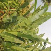 Heliconia rostrata Ruiz & Pav.