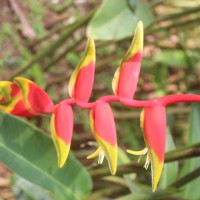 <i>Heliconia rostrata</i>  Ruiz & Pav.