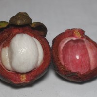 Garcinia mangostana L.