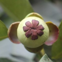 Garcinia mangostana L.