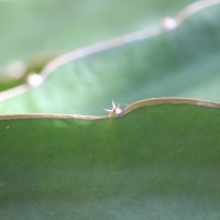 Selenicereus undatus (Haw.) D.R.Hunt