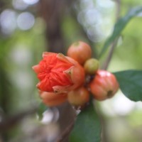 Punica granatum L.