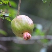 <i>Punica granatum</i>  L.