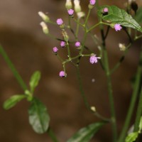 Cyanthillium cinereum (L.) H.Rob.