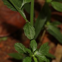 Cyanthillium cinereum (L.) H.Rob.