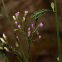 Cyanthillium cinereum (L.) H.Rob.