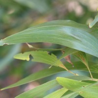 Acacia auriculiformis A.Cunn. ex Benth.