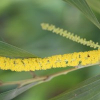 <i>Acacia auriculiformis</i>  A.Cunn. ex Benth.