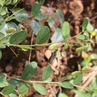 Crotalaria lejoloba Bartl.