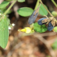 Crotalaria lejoloba Bartl.