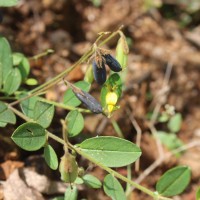 Crotalaria lejoloba Bartl.