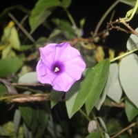 <i>Ipomoea muricata</i>  (L.) Jacq.