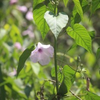 Ipomoea carnea Jacq.