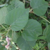 Ipomoea carnea Jacq.