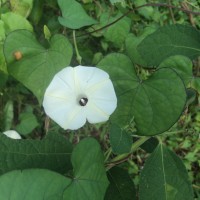 Ipomoea obscura (L.) Ker Gawl.