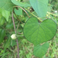 Ipomoea obscura (L.) Ker Gawl.