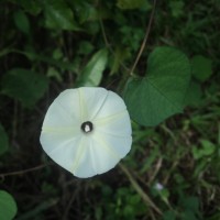 <i>Ipomoea obscura</i>  (L.) Ker Gawl.