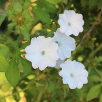 Ipomoea pes-tigridis L.