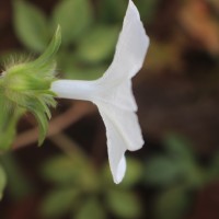 Ipomoea pes-tigridis L.