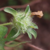 Ipomoea pes-tigridis L.