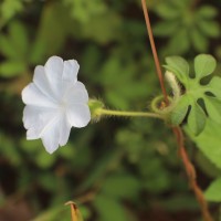 Ipomoea pes-tigridis L.