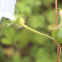 Ipomoea pes-tigridis L.